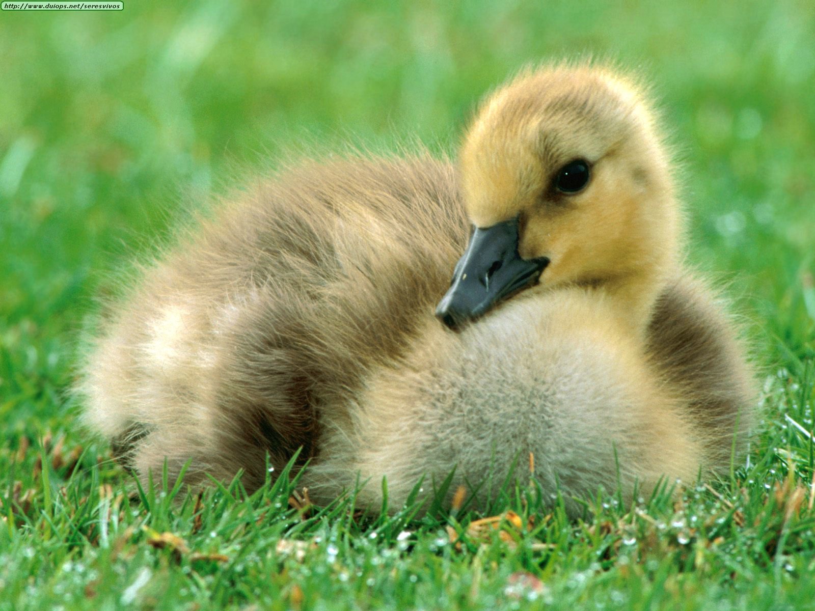 Black And Yellow Baby Ducks Breed